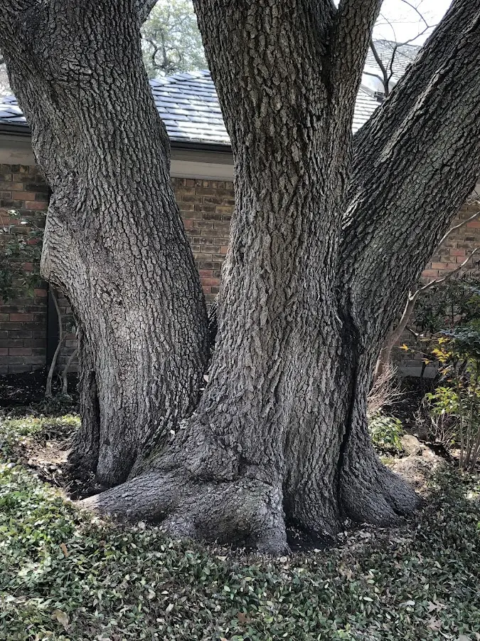 Mature heritage tree close to a Mongaup Valley property cared for by certified arborists